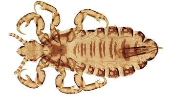 Identificaron linajes de piojos originarios