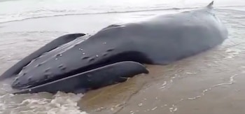 Las ballenas murieron en la costa. (Rescate Animal)