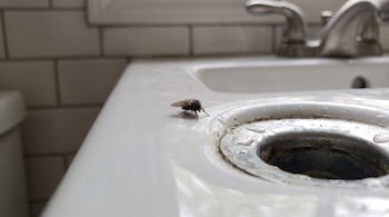 Una pequeña mosquita de cuerpo velloso sobre la superficie de un lavabo blanco junto al orificio del desagüe.