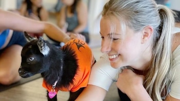 Una de las cabras bebés