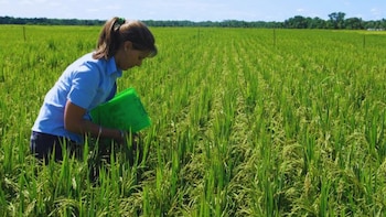 Un arroz nacido en el INTA suma una nueva ventaja para seguir creciendo en el campo