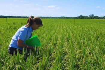 Un estudio definió la estrategia de fertilización nitrogenada que permite superar las 11 toneladas por hectárea y mejorar la eficiencia del cultivo