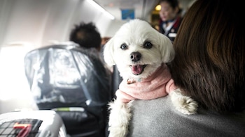 Las pequeñas mascotas puede incluso acompañarnos en aviones o transportes públicos