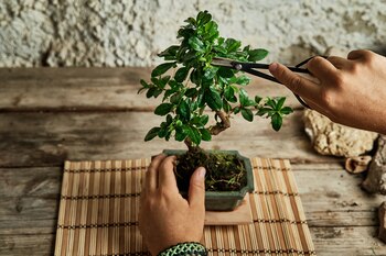 Cuidar un bonsái es más