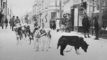 La hazaña de Balto y