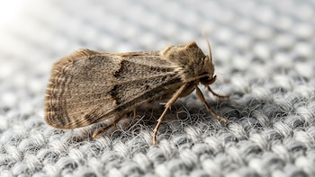 El truco para alejar polillas