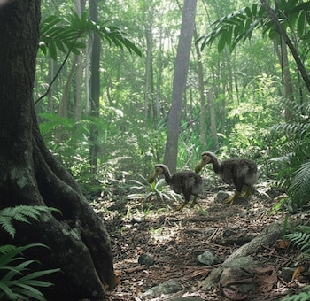 El manumea comparte raíces evolutivas