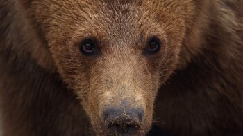 Masha, el primer oso rescatado
