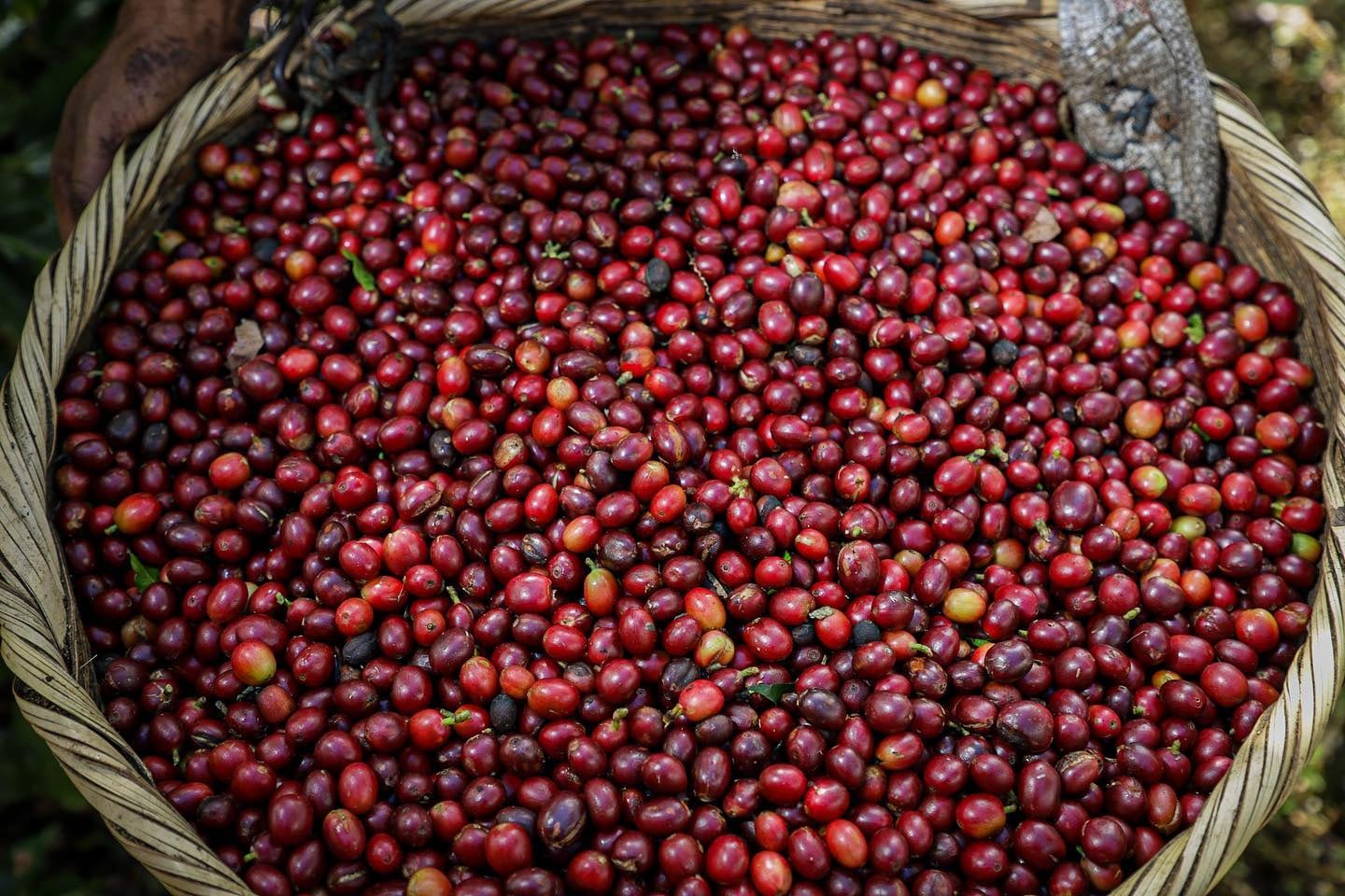 El proyecto de ley plantea mantener las condiciones legales y crediticias del mecanismo administrado por el Banco de Desarrollo de la República de El Salvador ante la volatilidad de precios y los efectos climáticos. (Cortesía: Café de El Salvador)