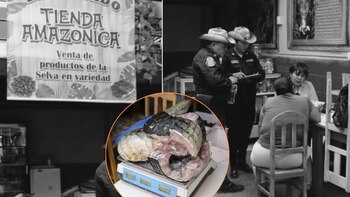 Serfor decomisa carne de lagarto