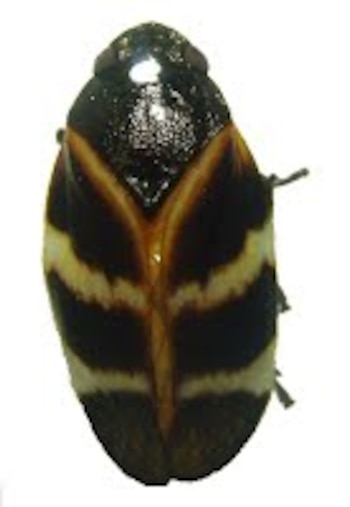 Mosca Pinta se da en