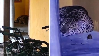 Jaguar rescatado en la U. Nacional en el Amazonas se escapó, aseguró la animalista Andrea Padilla: “El recinto fue encontrado vacío”