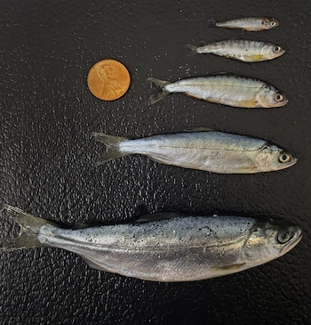 Cómo el salmón más grande del mundo llegó a los ríos de Argentina