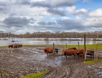 Vacas en campos con excesos hídricos