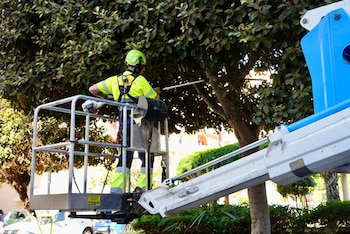 Un empleado podando un árbol. (Ayuntamiento de Fuengirola / Europa Press)