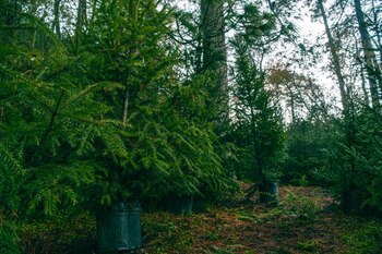 La ciudadanía que considera celebrar