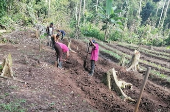 Las comunidades indígenas cabécares de Talamanca, Costa Rica, enfrentan graves afectaciones en sus cultivos debido a las inundaciones y las sequías prolongadas que amenazan su seguridad alimentaria. Crédito: Asociación de Mujeres Kábata Könana Talamanca Cabécar