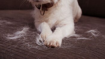 Pelos de mascota sobre un