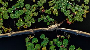 El lago se ha convertido