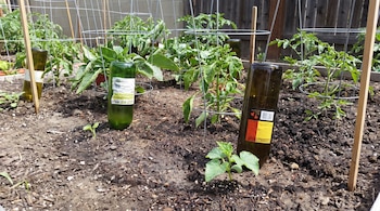 Botellas de vidrio clavadas boca abajo en la tierra cerca de plantas jóvenes rodeadas por jaulas de alambre metálico.