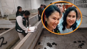 Caen “Los Peludos”: excandidata de Fuerza Popular y su hermana detenidas por tráfico internacional de fauna silvestre en Iquitos