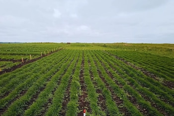 El INTA presentó tres variedades de raigrás anual tetraploide con alta producción de forraje, buena sanidad y adaptación a distintos ambientes productivos (inta)