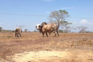 La ganadería en La Guajira podría desaparecer, según Fedegán - crédito Fedegán