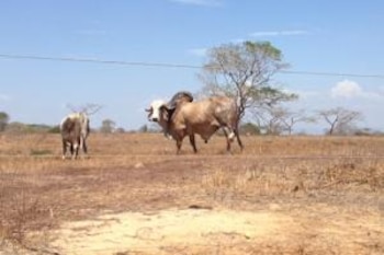 La ganadería en La Guajira podría desaparecer, según Fedegán - crédito Fedegán