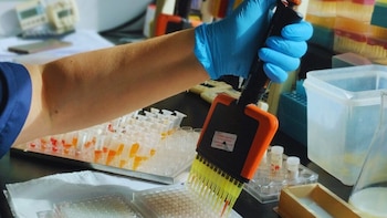 Más de 12 millones de bovinos inmunizados: el laboratorio argentino que se convirtió en un referente mundial