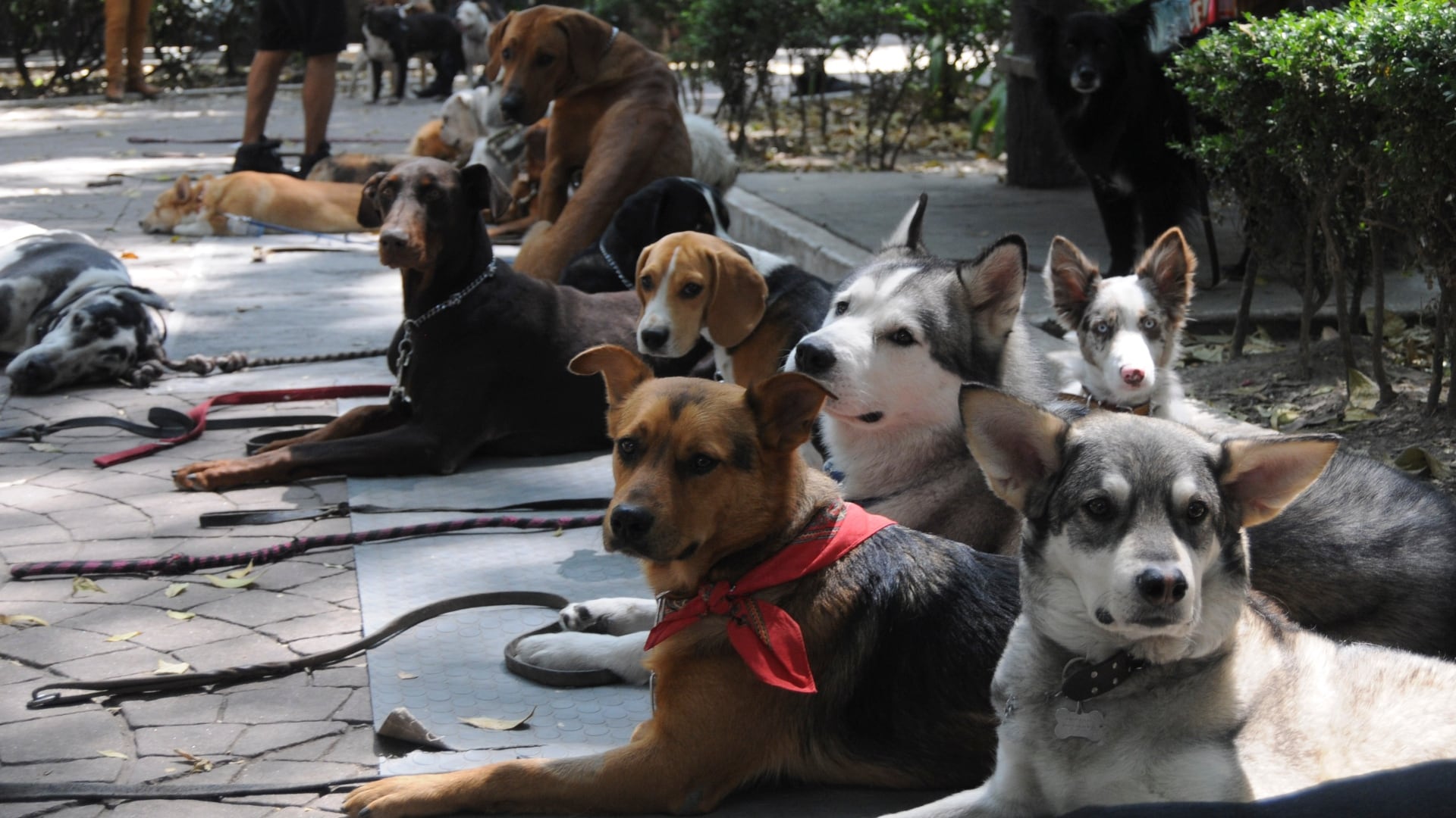 Alerta en la Condesa por presunto envenenamiento de perros en Parque España: Fiscalía revisa ocho puntos