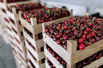 "Las lluvias son una bendición, pero en exceso favorecen el desarrollo de hongos en la fruta", afirma Santiago (Foto: Shutterstock)