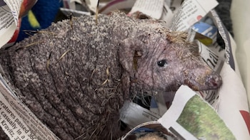 Ollie, el erizo sin púas rescatado en Reino Unido que parece una “patata”: “No puede volver a la naturaleza, es como si no llevara ropa”