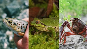 La biodiversidad acuática revela adaptaciones