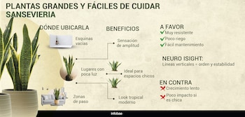INFOGRAFIAS PLANTAS LIVING DECO