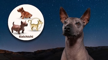 Perro xoloitzcuintle bajo un cielo estrellado junto a un círculo con dos figuras de cerámica, un grabado y la palabra tlalchichi.