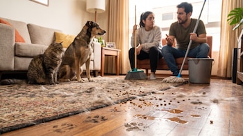 Perú tiene más de 17 millones de mascotas: ¿cómo mantener limpio el hogar si tienes perros o gatos?