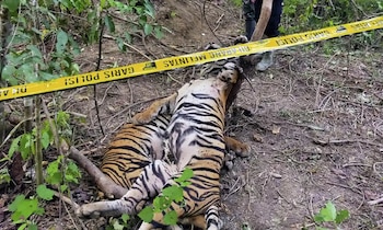 Dos tigres de Sumatra fueron
