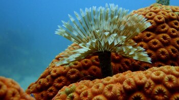 Parque Nacional Natural Corales del