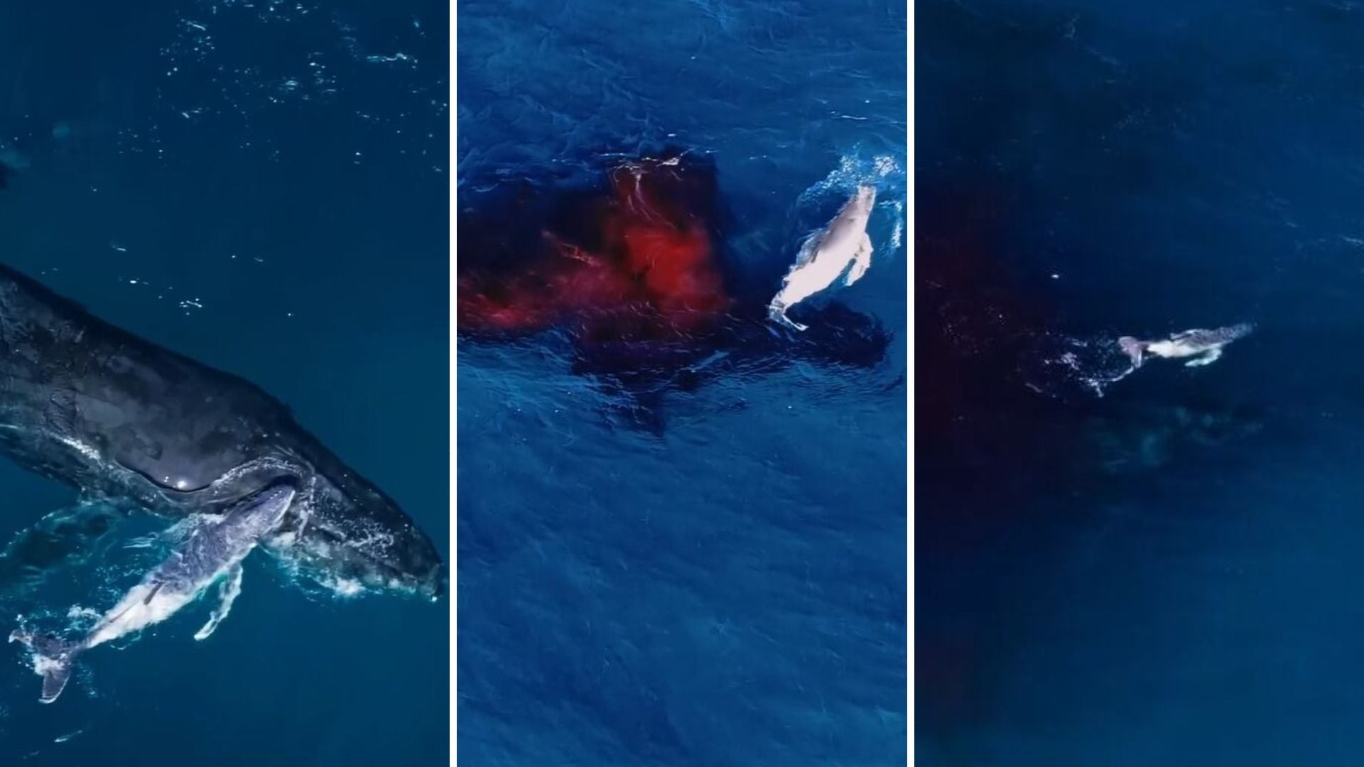 Científicos captan el nacimiento de una ballena jorobada con un dron en Australia