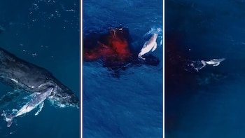 Científicos captan el nacimiento de una ballena jorobada con un dron en Australia