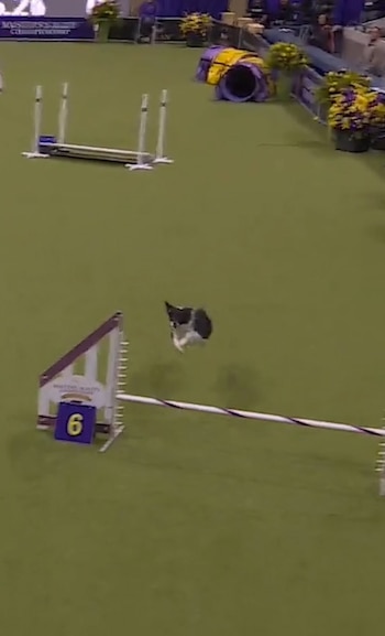 Corrió velozmente a través el