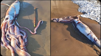 Calamar gigante en Asturias (Captura