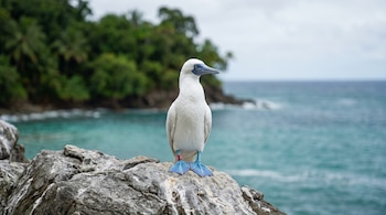 Piquero patiazul de plumaje blanco y patas azules posado en roca. Un tag rojo de monitoreo en su pata. De fondo, vegetación tropical y el océano.