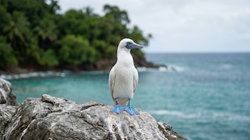 Costa Rica confirma gripe aviar en un ave silvestre en Puntarenas