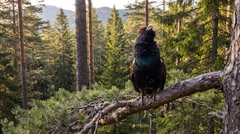 Un urogallo de plumaje oscuro y manchas rojas cerca del ojo posado en una rama gruesa de pino.