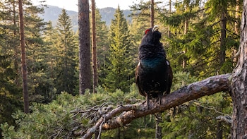 2 años y casi todas las aves muertas: Francia prevé el cierre del programa de reintroducción del urogallo en los Vosgos