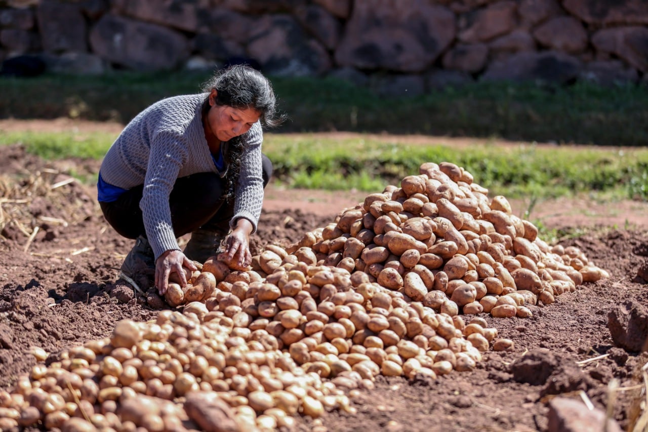 Los productores buscan mejorar la rentabilidad del cultivo mediante el aumento de la productividad y la reducción de los gastos de producción.- Crédito: Midagri