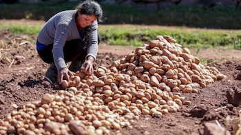 Las 16 medidas que acordó el Gobierno con los paperos para reducir los costos del cultivo de papa en Colombia