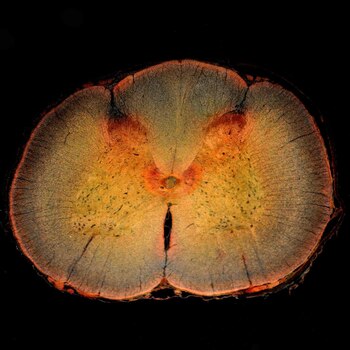 12/07/2019 Sección transversal de la