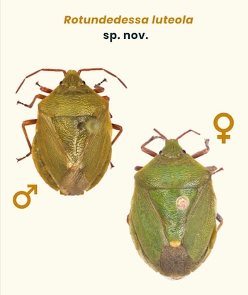 Primer plano de dos chinches, un macho verde oliva y una hembra verde brillante. Ambos tienen patas marrones. Se identifica la especie Rotundedessa luteola sp. nov. y símbolos de género